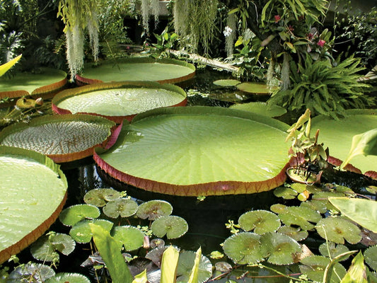 Personajes de Jardines de Kew de Virginia Woolf